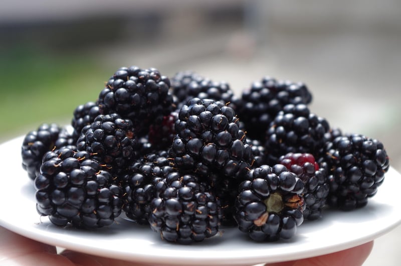 Symphony on a Plate